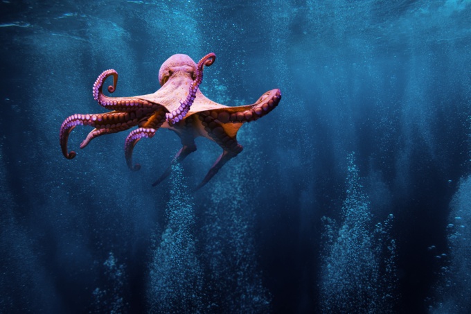 Oktopus im Wasser